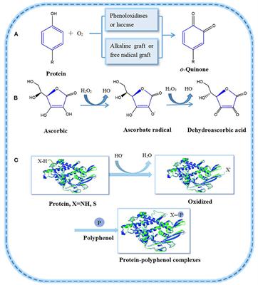 Recent Progress on Protein-Polyphenol Complexes: Effect on Stability and Nutrients Delivery of Oil-in-Water Emulsion System